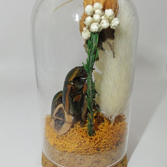 June Bug Sitting In Pinecone Throne Oddity Jar curiosity dome insect taxidermy - Picture 13 of 14